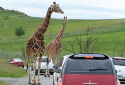 Safari