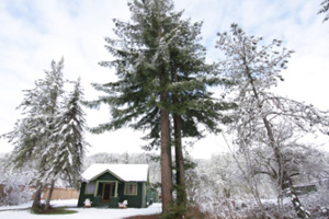 snowy fern