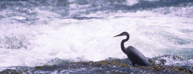 heron