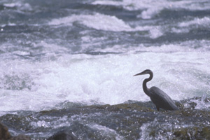 Heron