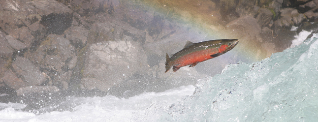 Rainbow trout
